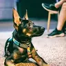 funkydog426