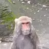 TheMonkey