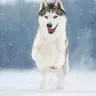 kinghusky