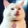 laidbacdukes