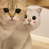 zkafewz