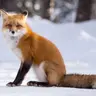 KitoTheRedFox
