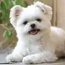 shumperry