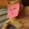 Tappuri