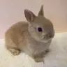 zoink