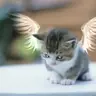 serendipity
