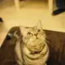 ezio