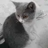 Pangel