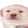 siojinam