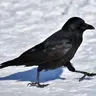 CCCrow