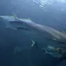 Shaokuo