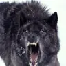 RogueWolf