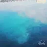 Octo