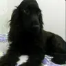 iviiictorr