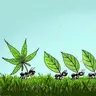 MenThoSs
