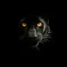 UnpricedPuma666