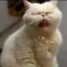RamenCat