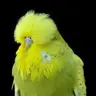 Nuchlee