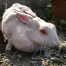 Yuu Karu