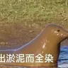 fgjyh