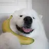 Lelu