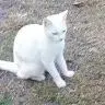 Sebathecat