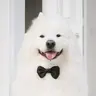 Jetxky
