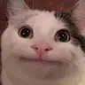 Zfgfd