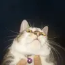 Yulca
