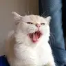 intenseON1