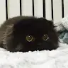LlKlNG
