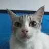 Sincen