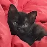 BlackstarKitty