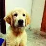 Thik
