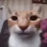 Yifbuh