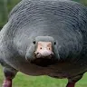 Ganso69