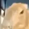 Saturiu