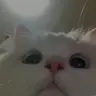 Zoeee