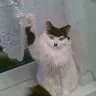 KooLaid
