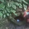 rofii33