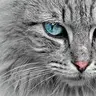 MaineCoon