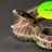 Snake656