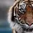 Godtiger