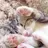 LittleCat