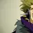 Laxus Flash