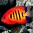 Darkredfish