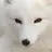 Snowfox