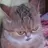 pusheen001