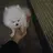 lazy bear