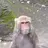 TheMonkey